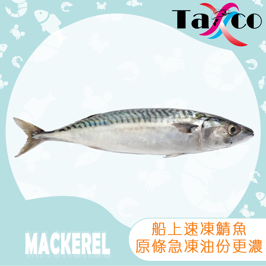 挪威特大原條鯖魚